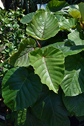 Lily Pads Umbellata Umbrella Fig Tree (Ficus umbellata) at Golden Acre Home & Garden