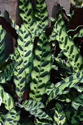 Rattlesnake Plant (Goeppertia insignis) at A Very Successful Garden Center