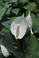 Senseo Cupido Peace Lily (Spathiphyllum 'Senseo Cupido') at A Very Successful Garden Center