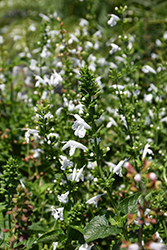 White Tropical Sage (Salvia coccinea 'Alba') at A Very Successful Garden Center