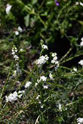 Pineland Heliotrope (Euploca polyphylla) at A Very Successful Garden Center