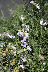False Rosemary (Conradina canescens) at Stonegate Gardens