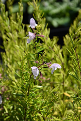 Large-flowered False Rosemary (Conradina grandiflora) at A Very Successful Garden Center