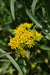 Narrowleaf Yellowtops (Flaveria linearis) at A Very Successful Garden Center