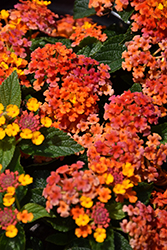 Carolina Bright Orange Lantana (Lantana camara 'Carolina Bright Orange') at A Very Successful Garden Center