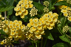 Chapel Hill Yellow Lantana (Lantana camara 'Chapel Hill Yellow') at A Very Successful Garden Center