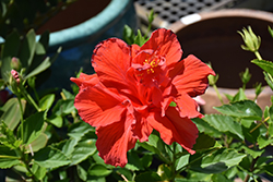 Double Red Hibiscus (Hibiscus rosa-sinensis 'Double Red') at A Very Successful Garden Center