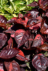 Louisiana Red Copper Plant (Acalypha wilkesiana 'Louisiana Red') at Stonegate Gardens