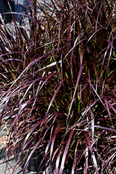 Purple Fountain Grass (Pennisetum setaceum 'Rubrum') at Stonegate Gardens