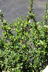 Withlacoochie Viburnum (Viburnum obovatum 'Withlacoochie') at Lakeshore Garden Centres