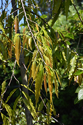 Mast Tree (Polyalthia longifolia) at A Very Successful Garden Center