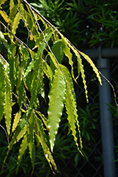 Mast Tree (Polyalthia longifolia) at A Very Successful Garden Center