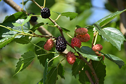 Red Mulberry (Morus rubra) at Stonegate Gardens