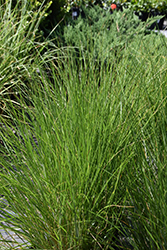Sand Cordgrass (Spartina bakeri) at Stonegate Gardens