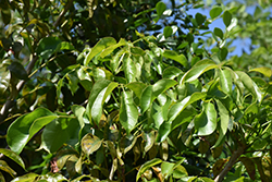 Gumbo Limbo Tree (Bursera simaruba) at Stonegate Gardens