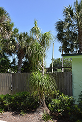 Pony Tail Palm (Beaucarnea recurvata) at Stonegate Gardens