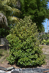Jamaican Caper (Capparis cynophallophora) at A Very Successful Garden Center