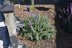 Santa Barbara Mexican Sage (Salvia leucantha 'Santa Barbara') at A Very Successful Garden Center