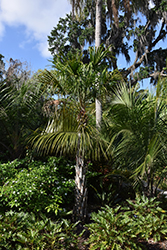 Halifax Fan Palm (Livistona drudei) at A Very Successful Garden Center