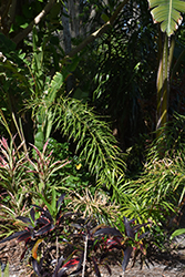 Debao Sago Palm (Cycas debaoensis) at Stonegate Gardens