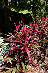 Red Pepper Hawaiian Ti Plant (Cordyline fruticosa 'Red Pepper') at Lakeshore Garden Centres