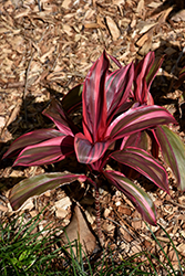 Electra Hawaiian Ti Plant (Cordyline fruticosa 'Electra') at A Very Successful Garden Center