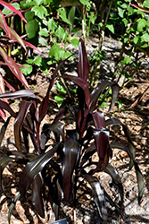 Black Spear Hawaiian Ti Plant (Cordyline fruticosa 'Black Spear') at Stonegate Gardens