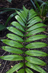 Dark Mealybug Madagascar Red Leaf Palm (Dypsis 'Dark Mealybug') at A Very Successful Garden Center