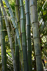 Common Bamboo (Bambusa vulgaris) at Stonegate Gardens