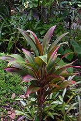 Toucan Hawaiian Ti Plant (Cordyline fruticosa 'Toucan') at Stonegate Gardens