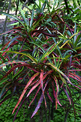 Zanzibar Variegated Croton (Codiaeum variegatum 'Zanzibar') at A Very Successful Garden Center