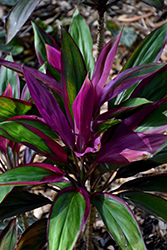 Purple Prince Hawaiian Ti Plant (Cordyline fruticosa 'Purple Prince') at A Very Successful Garden Center