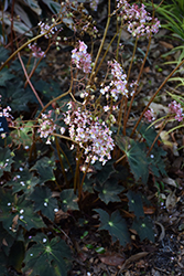 Black Velvet Begonia (Begonia 'Black Velvet') at A Very Successful Garden Center