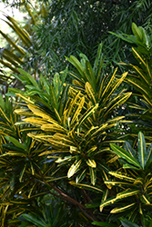 Sunny Star Variegated Croton (Codiaeum variegatum 'Sunny Star') at A Very Successful Garden Center