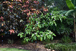 Potato Tree (Solanum wrightii) at A Very Successful Garden Center