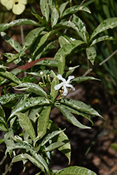 Variegated Crepe Jasmine (Tabernaemontana divaricata 'Variegata') at A Very Successful Garden Center