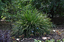 TropicBelle Mat Rush (Lomandra hystrix 'LHCOM') at A Very Successful Garden Center