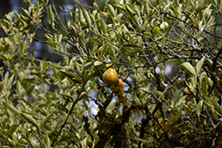 Centennial Variegated Kumquat (Fortunella margarita 'Centennial') at Lakeshore Garden Centres