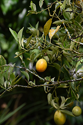 Centennial Variegated Kumquat (Fortunella margarita 'Centennial') at A Very Successful Garden Center
