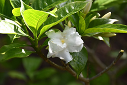 Double-flowered Crepe Jasmine (Tabernaemontana divaricata 'Flore Pleno') at A Very Successful Garden Center