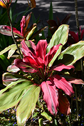 Sunset Hawaiian Ti Plant (Cordyline fruticosa 'Sunset') at Lakeshore Garden Centres