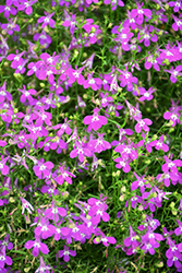Lobelix Purple Lobelia (Lobelia 'Lobelix Purple') at A Very Successful Garden Center