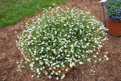 Lobelix White Lobelia (Lobelia 'Lobelix White') at A Very Successful Garden Center