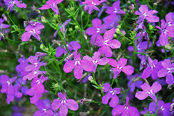 Hot Purple Lobelia (Lobelia 'Weslopur') at A Very Successful Garden Center