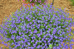 Hot Royal Blue Lobelia (Lobelia 'Weslorobl') at A Very Successful Garden Center