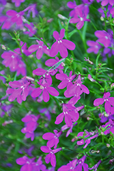 Purple Star Lobelia (Lobelia erinus 'Wespurstar') at A Very Successful Garden Center