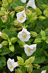 Kauai White Torenia (Torenia 'PAS786692') at A Very Successful Garden Center