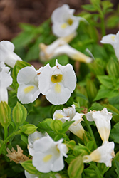 Catalina White Linen Torenia (Torenia 'Dancat153') at A Very Successful Garden Center