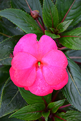 Super Sonic Pink New Guinea Impatiens (Impatiens hawkeri 'Super Sonic Pink') at The Mustard Seed