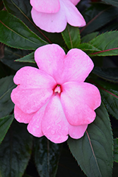 Super Sonic Pastel Pink New Guinea Impatiens (Impatiens hawkeri 'Super Sonic Pastel Pink') at The Mustard Seed
